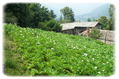 I campi di patate a Costalourens